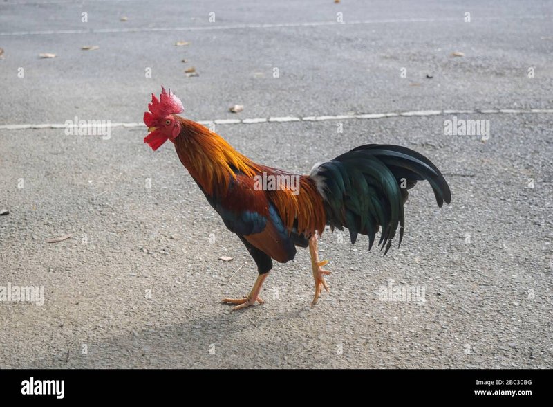 Guide to chicken road game