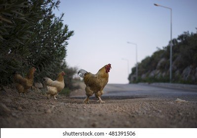 Een Bekijk van Chicken Road: het Populaire Gokspel in Nederland, chicken road nederland